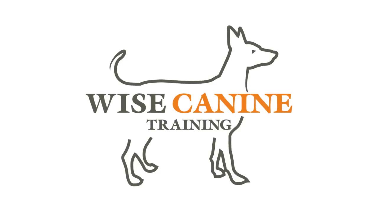 Addressing Leash Reactivity