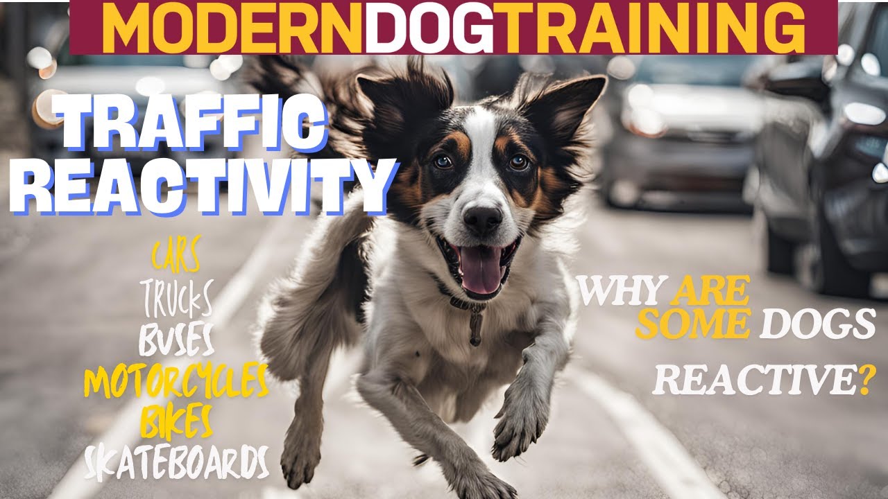 Traffic and Humans On Wheels - Less Stress More Success