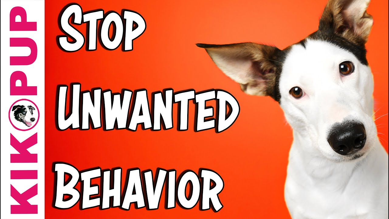 How to STOP Unwanted Behavior WITHOUT Intimidation