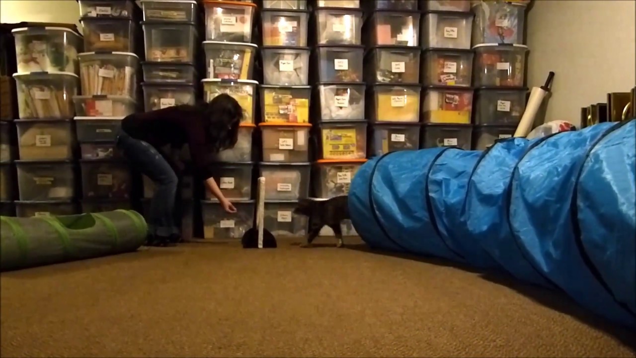 Training: Rainy Does Agility at Home