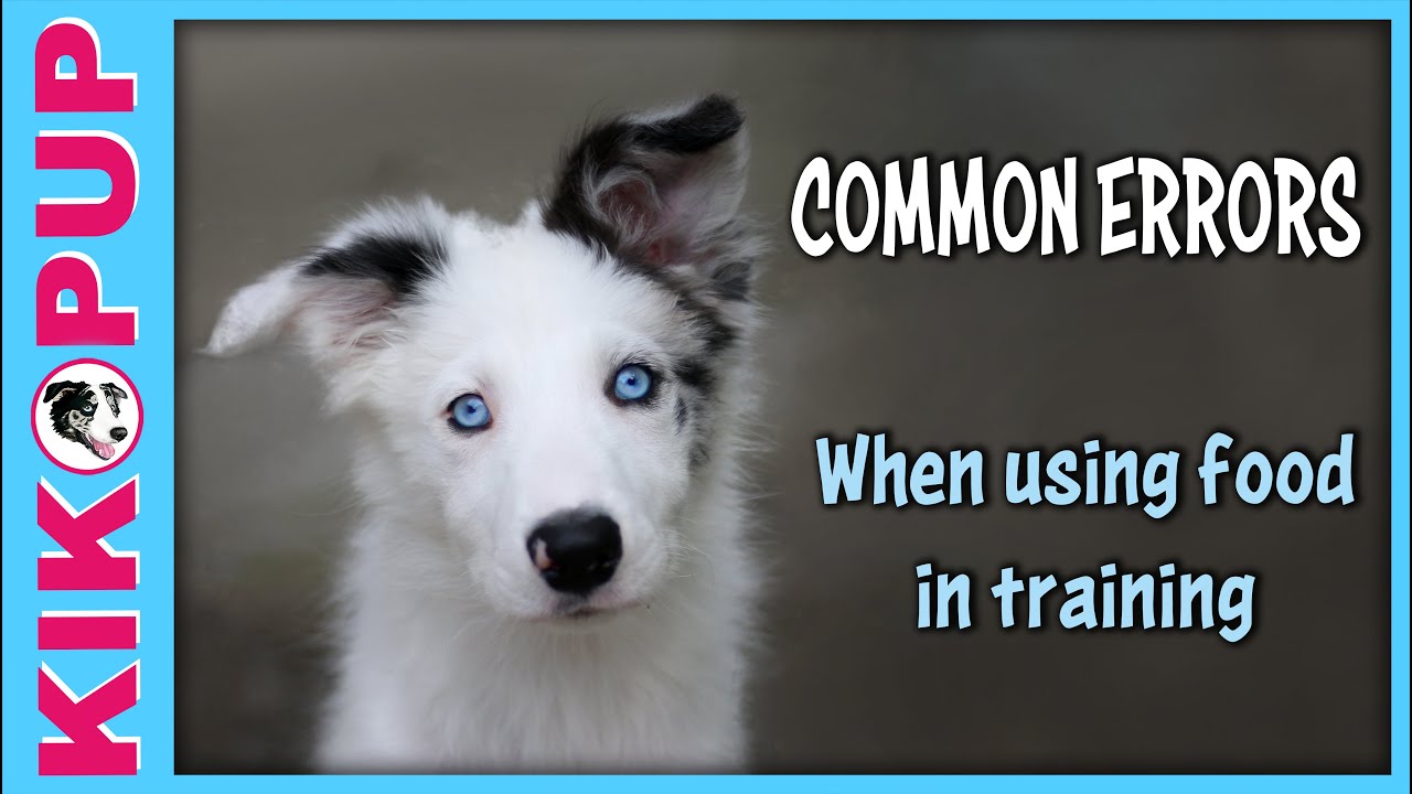 Common Newbie Errors When Using Food to Train Dogs and Puppies