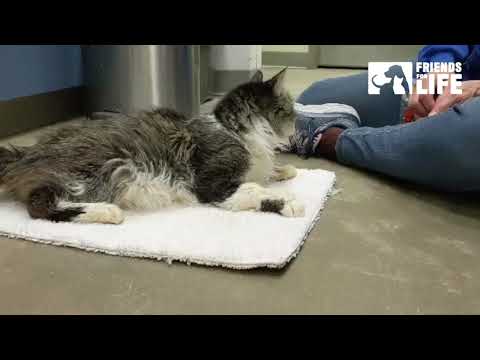Feline BV Program Training Montage