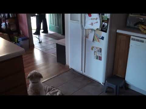 Romeo and the Visitor
