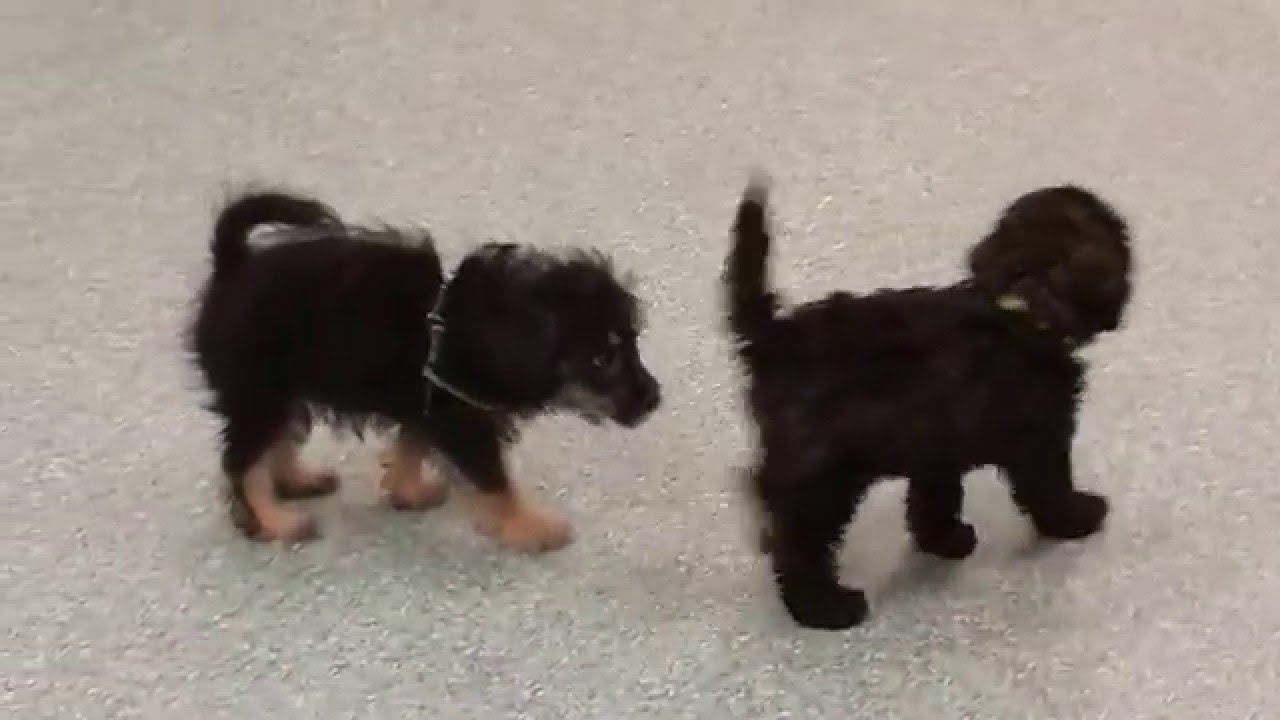 Let puppies play