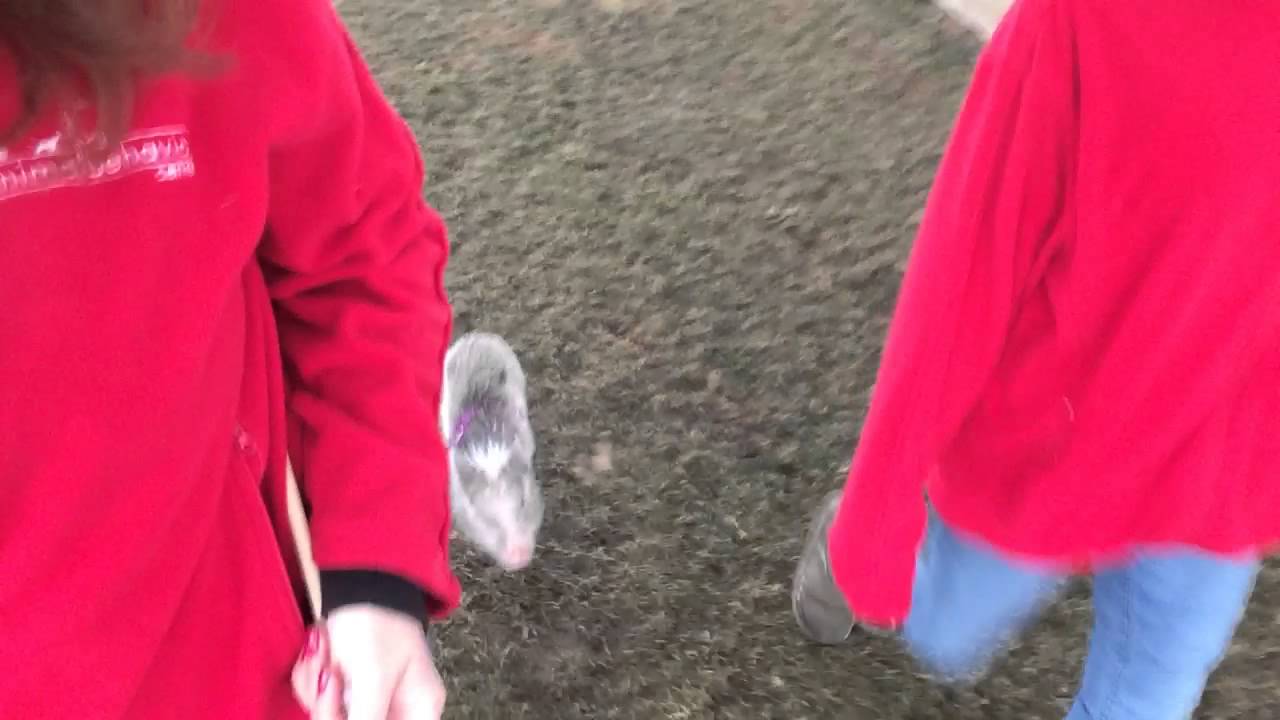 off leash milo