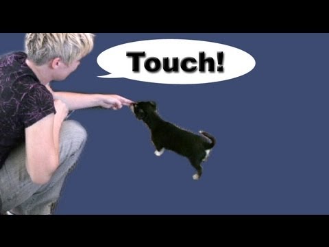 Touch - target training - Dog Training
