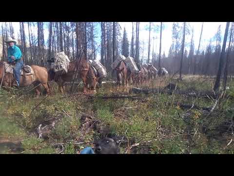 Brae backpacking offleash - mules