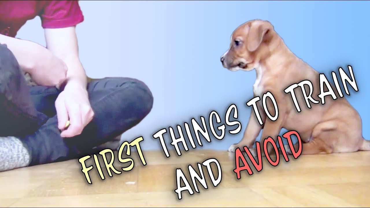 First things to train and to avoid - puppy dog training