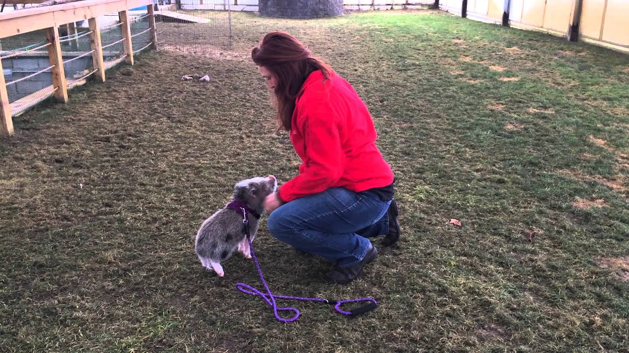 taking leash off with milo