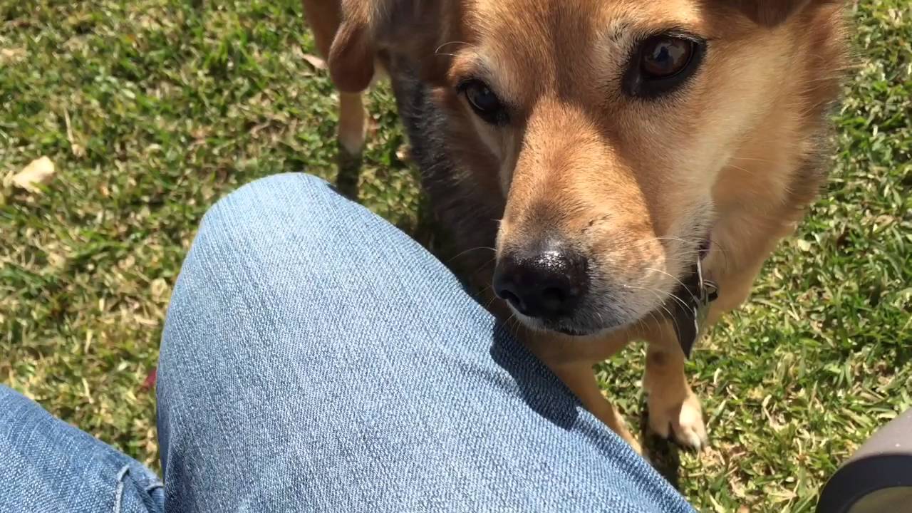 Yelling at My Dogs