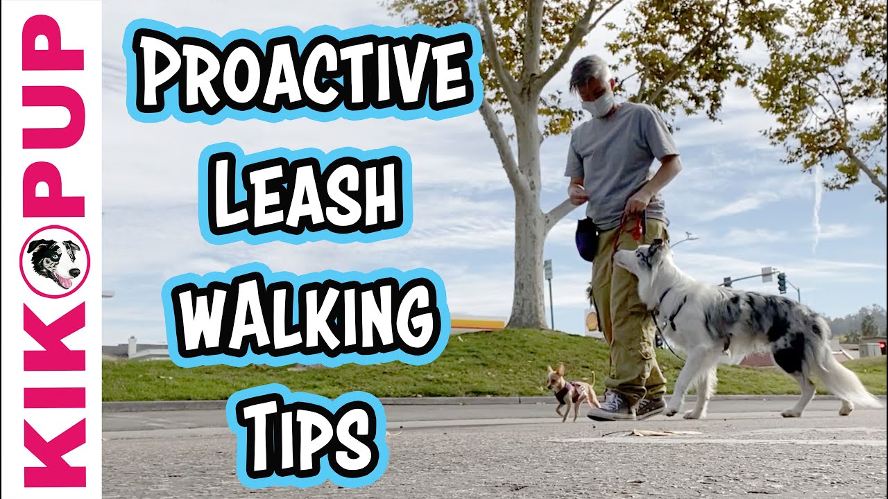 STOP Leash Walking Problems BEFORE they Start