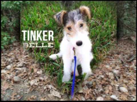 Introducing a Dog to a Puppy - Zip Meets Tinker