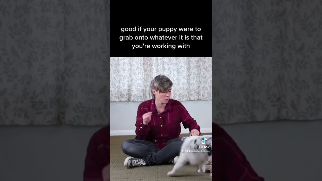 Stop puppy biting clothes shoes and leash