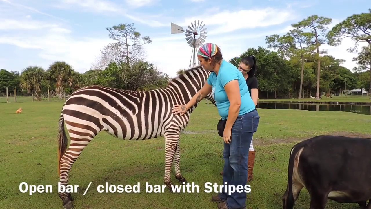 Training for Hoof Care with a Zebra & Horse