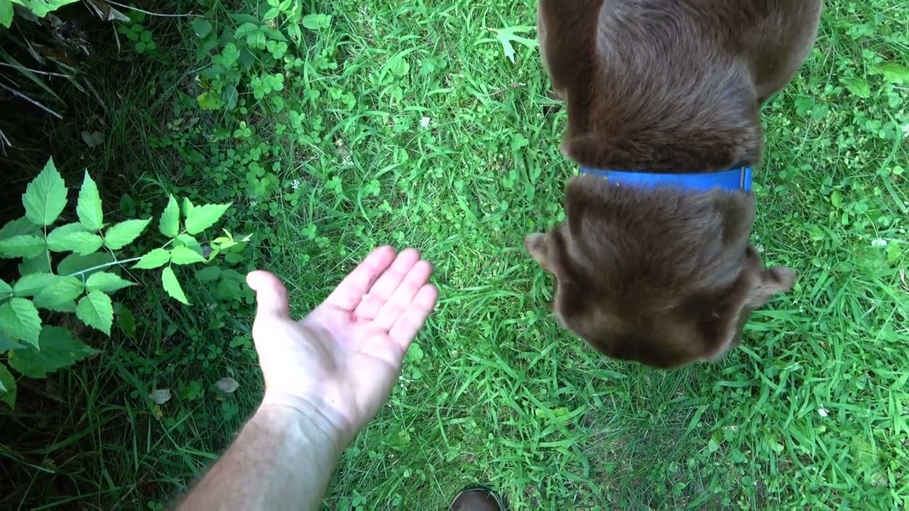 Trail Walk Off Leash 7 24 22