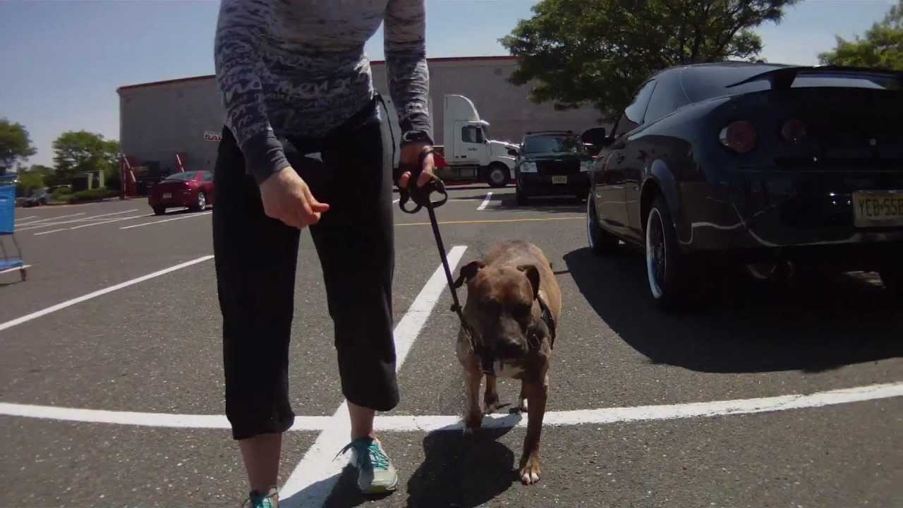 Counter Conditioning Less Stress More Success