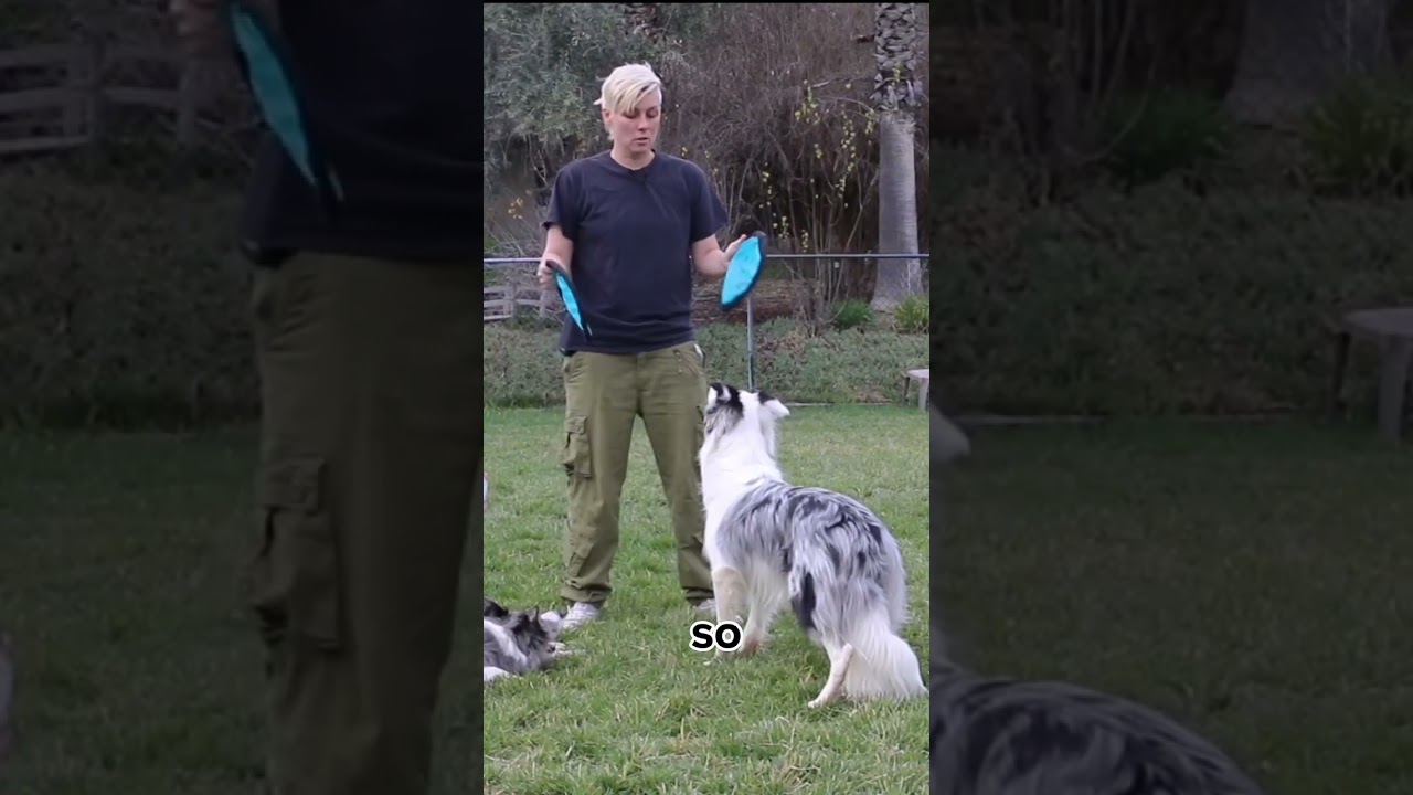 WHY I make the Dog Training cue DROP fun