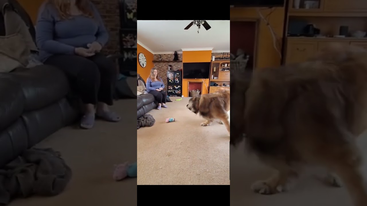 Claire and Riff Raff PPG Case Study - Treat chasing