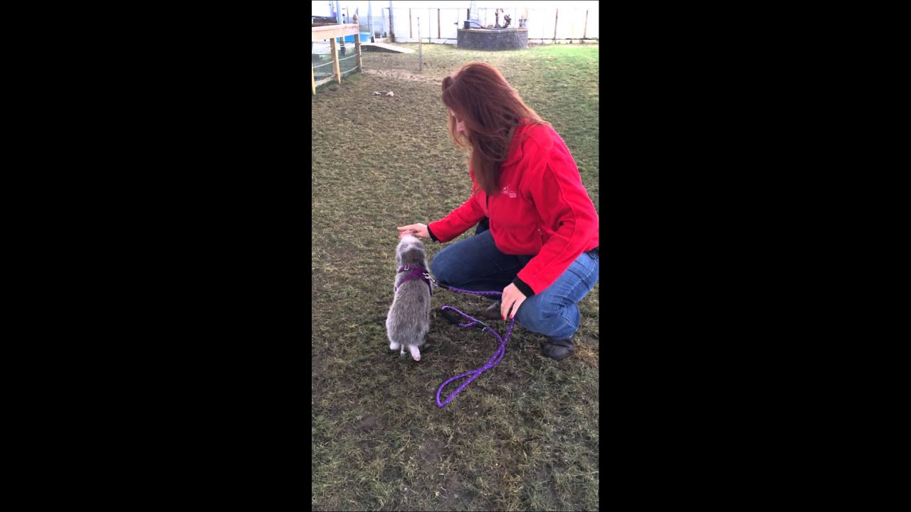 applying leash to milo