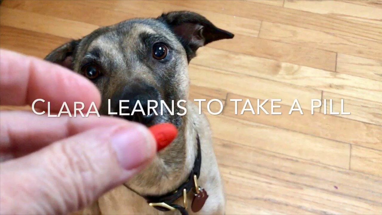 Teaching a Dog to Take a Pill