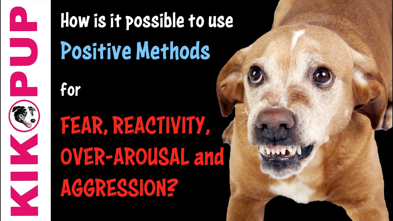How is it possible to use POSITIVE METHODS for FEAR, REACTIVITY and AGGRESSION in Dog Training?