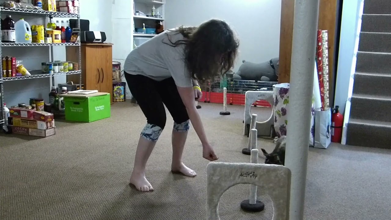 Cat Trio: Agility