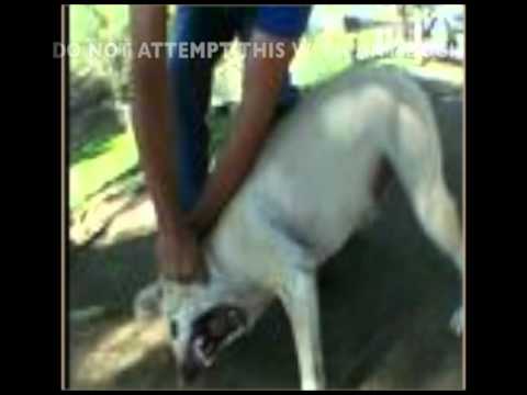 The Heavy Hand Myth - You Don't Need Fear & Pain to Train Dogs.