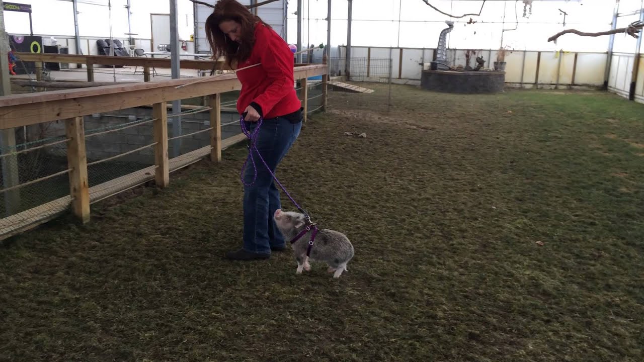 training heel with milo