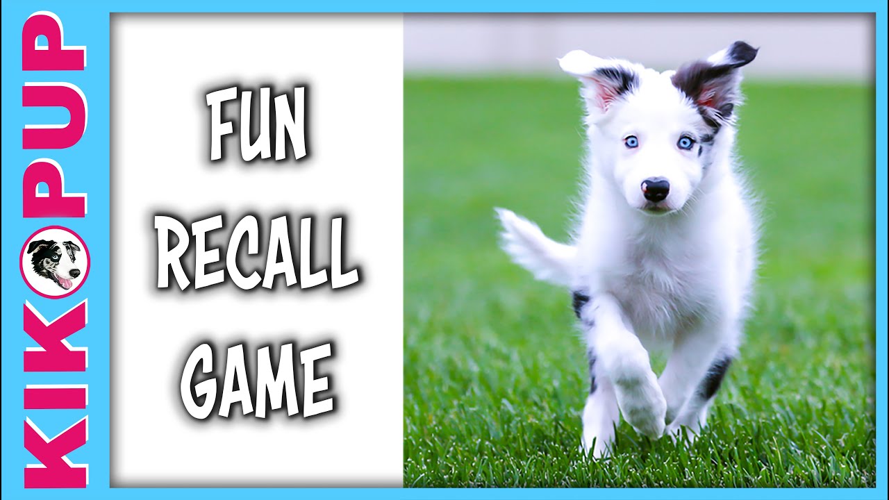 FUN RECALL GAME - puppy training come recall
