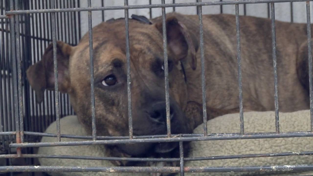 Rescued Program Colwell PDC