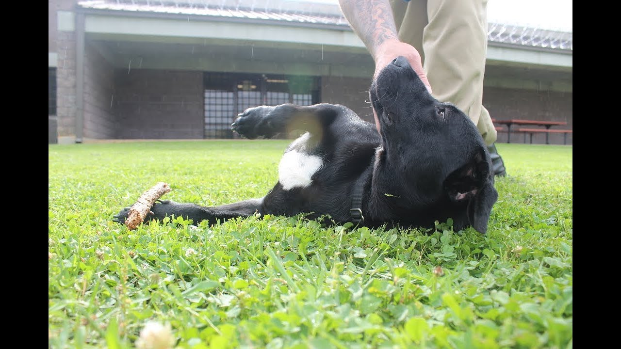 Colwell Rescued Program Gives Offenders and Dogs a Second Chance