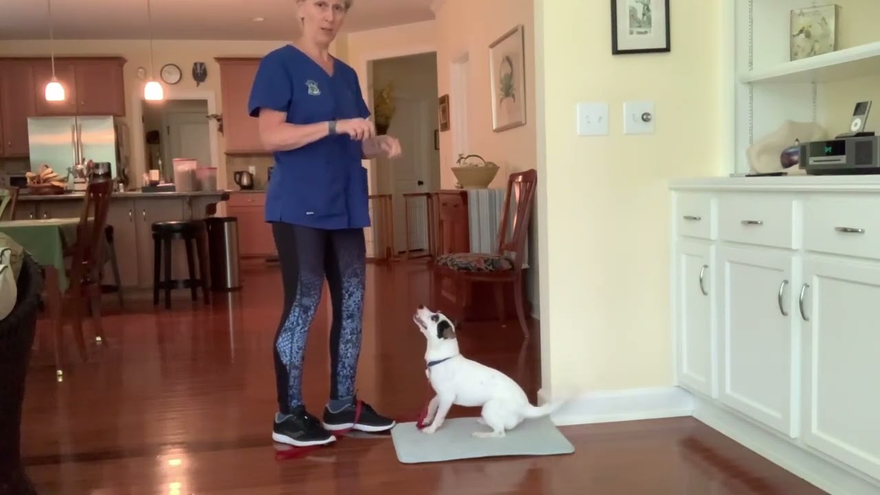 Pebbles: SIT with quiet feet by Hendo Dogs Training