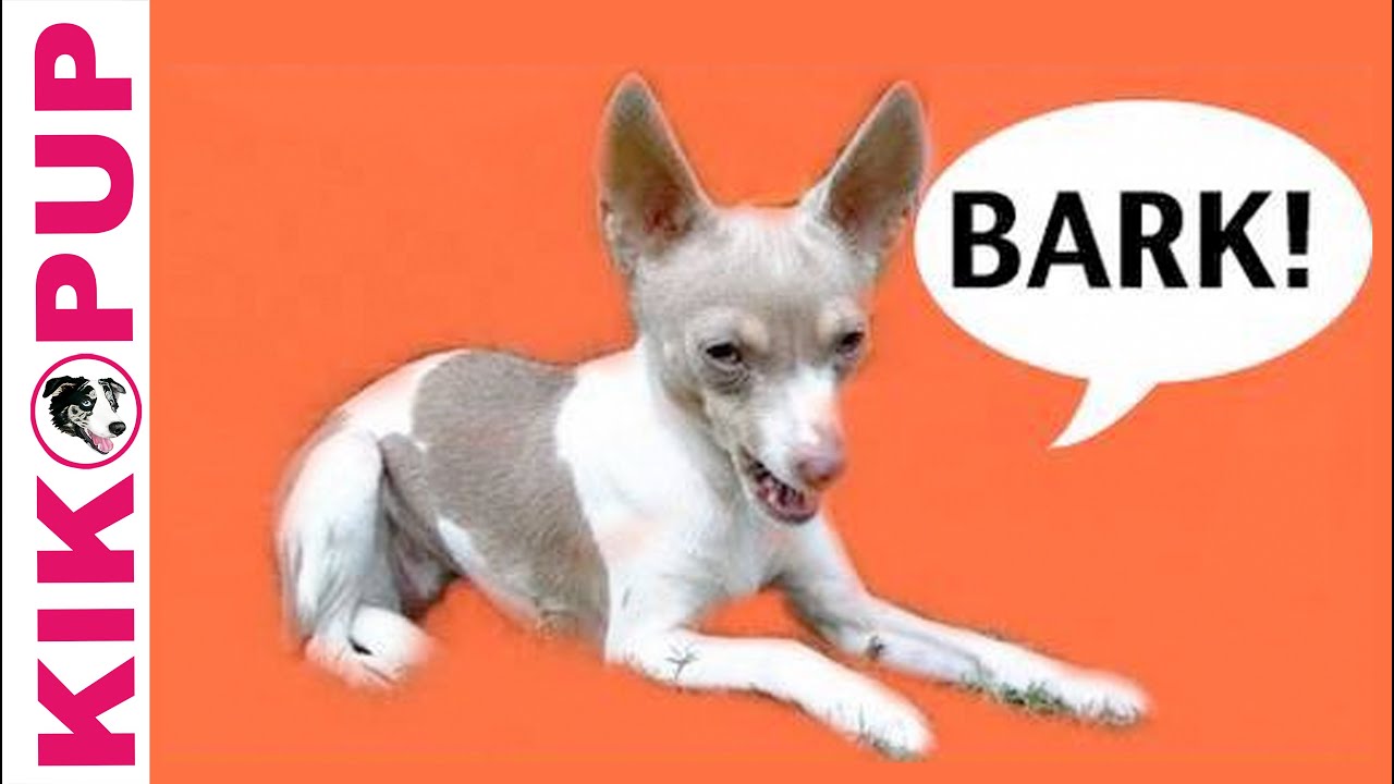 How to train your dog not to bark- Episode 1 - barking at noises