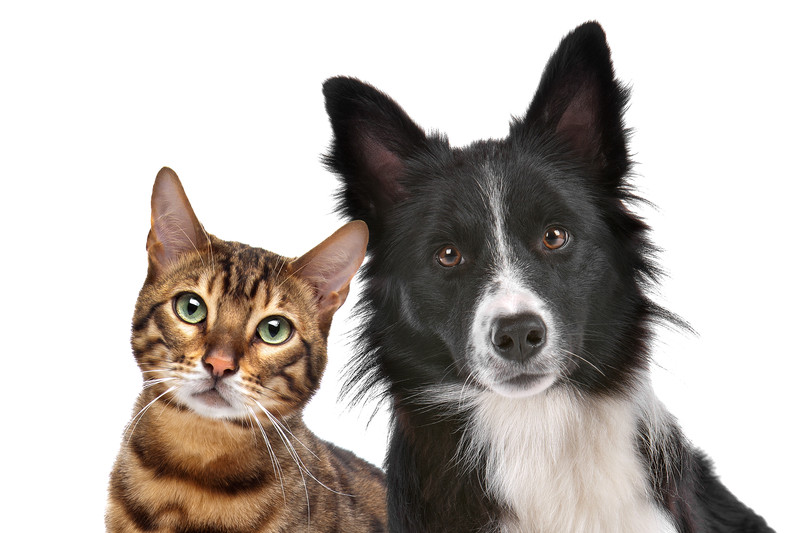 Pet deals care professional