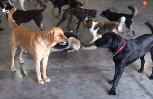 dogs telling each other go away