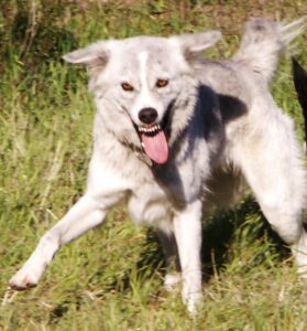 Dogs showing their teeth during play is often misinterpreted as aggressive behavior