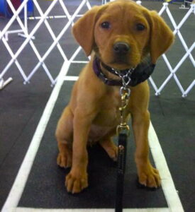 This puppy is being "taught" to stay inside the line with the use of a shock collar. Photo Courtesy of BanShockCollars.ca