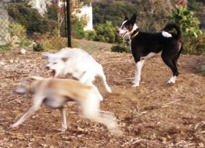 This is from a different play session but worth including as it looks like Daisy is on a full-blown attack. Does Louis (right) look worried? No. Her lips are soft. They were moving so fast they are blurred in the shot!