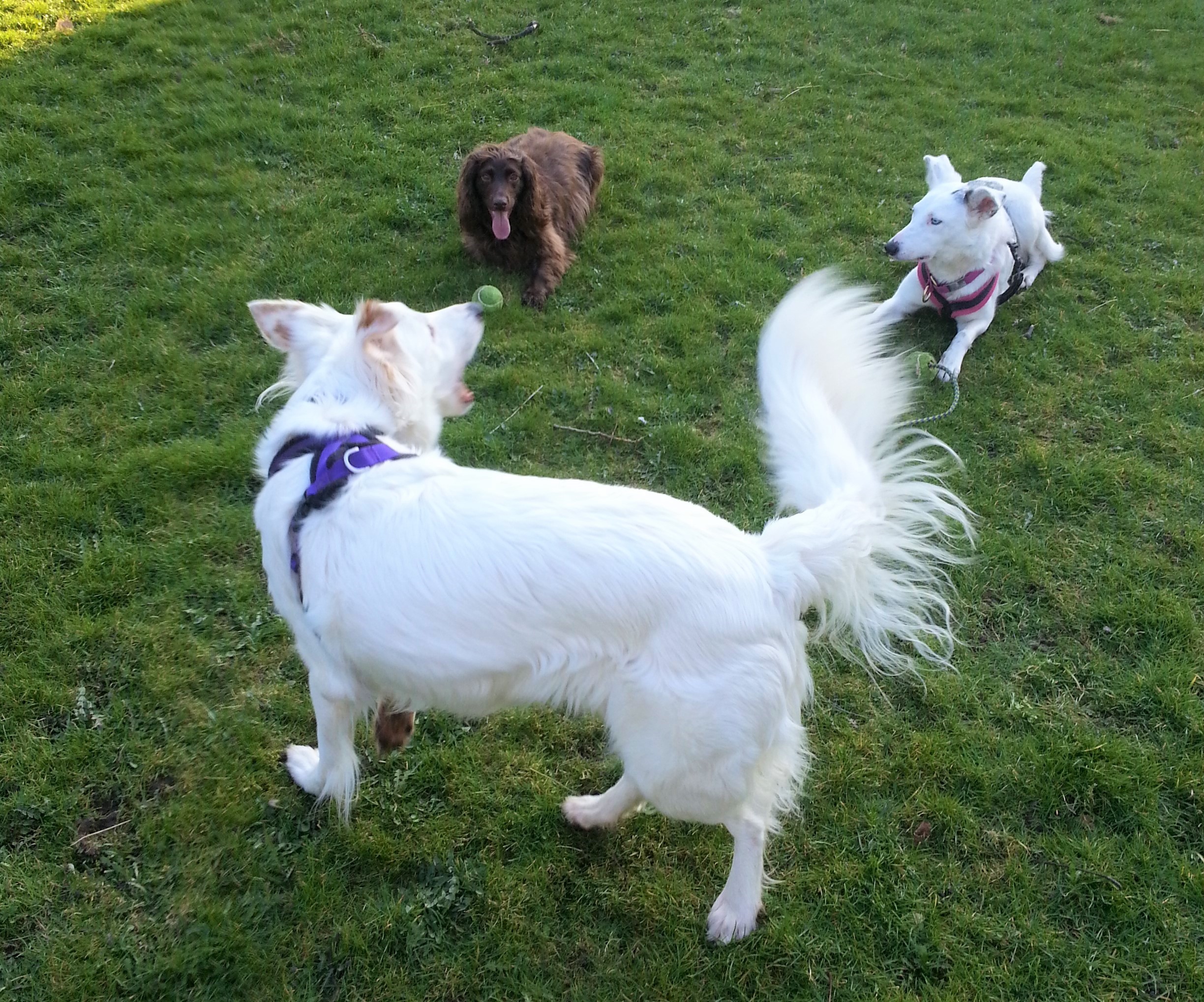 White deaf dog barking at two dogs lying down