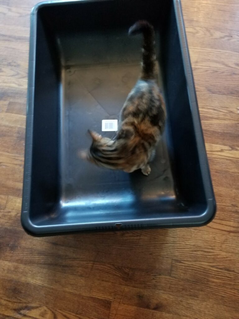 How Big Should a Cat's Litter Box Be? Pet Professional Guild