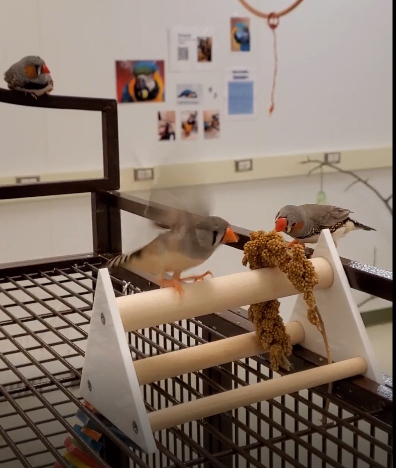 Training finches to get on a perch and scale