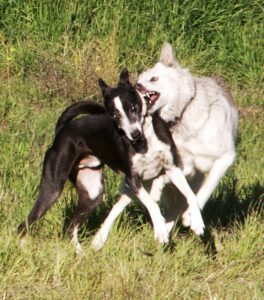 Still not biting... and Louis (left) is coping just fine. If this were an aggressive display, Louis' response would be different