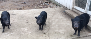 Three black rescue pigs