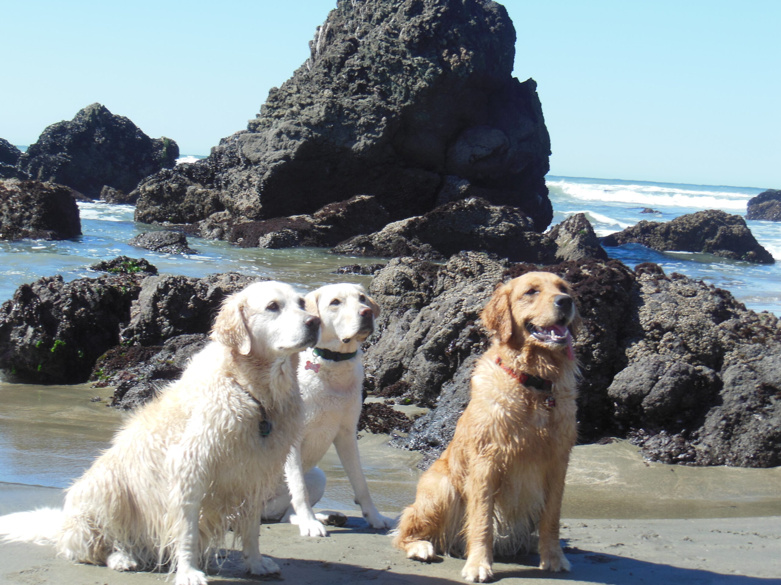 Three blond dogs sit on a beach.