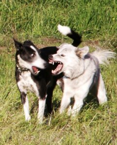 Both dogs are showing their teeth but have soft mouths and faces