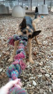 German shepherd abandoned puppy