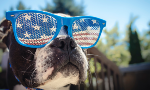 Boston Terrier wearing stars and stripes glasses
