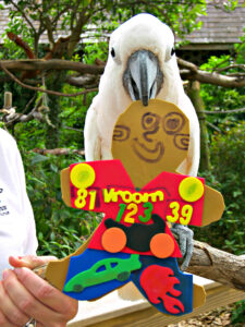 parrot with enrichment toy