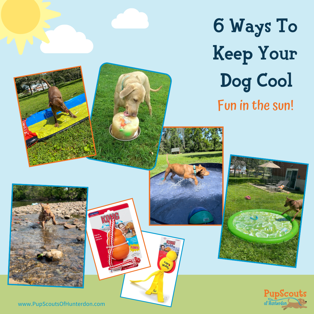 Six Ways to Keep Your Dog Cool During the Summer Months - Pet ...
