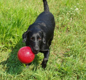 Jake loved to fetch for an hour straight.